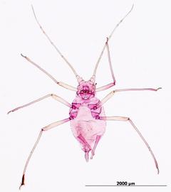 Rhodobium porosum | AphID