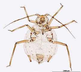 Rhopalosiphum padi | AphID
