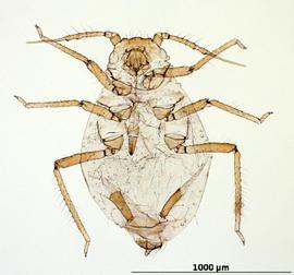 Rhopalosiphum rufiabdominale | AphID