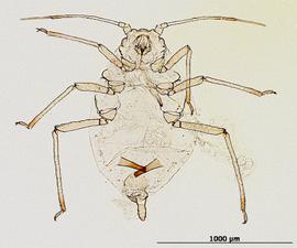 Aphis glycines | AphID