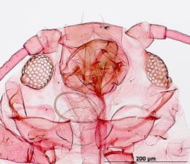 Brachycaudus helichrysi | AphID