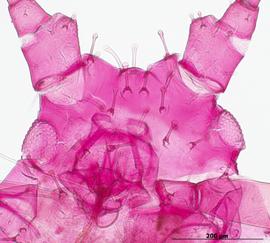 Capitophorus elaeagni | AphID
