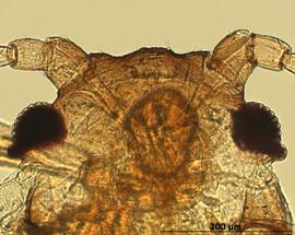 Hayhurstia atriplicis | AphID