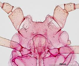Myzus ascalonicus | AphID