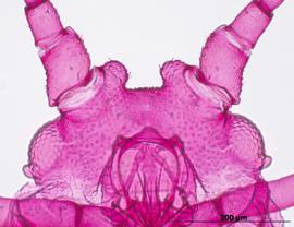Myzus persicae | AphID