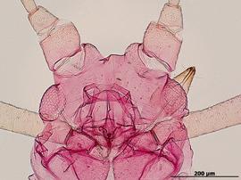 Rhodobium porosum | AphID