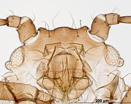 Rhopalosiphum rufiabdominale | AphID