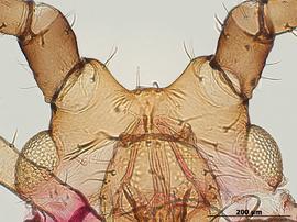 Uroleucon ambrosiae | AphID