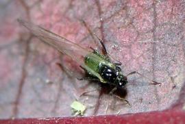 Rhopalosiphum padi | AphID