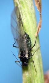 Aphis asclepiadis | AphID