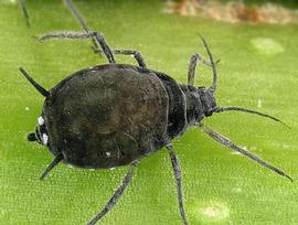 Aphis sambuci | AphID