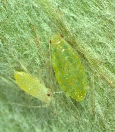 Capitophorus elaeagni | AphID