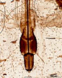 Longistigma caryae | AphID