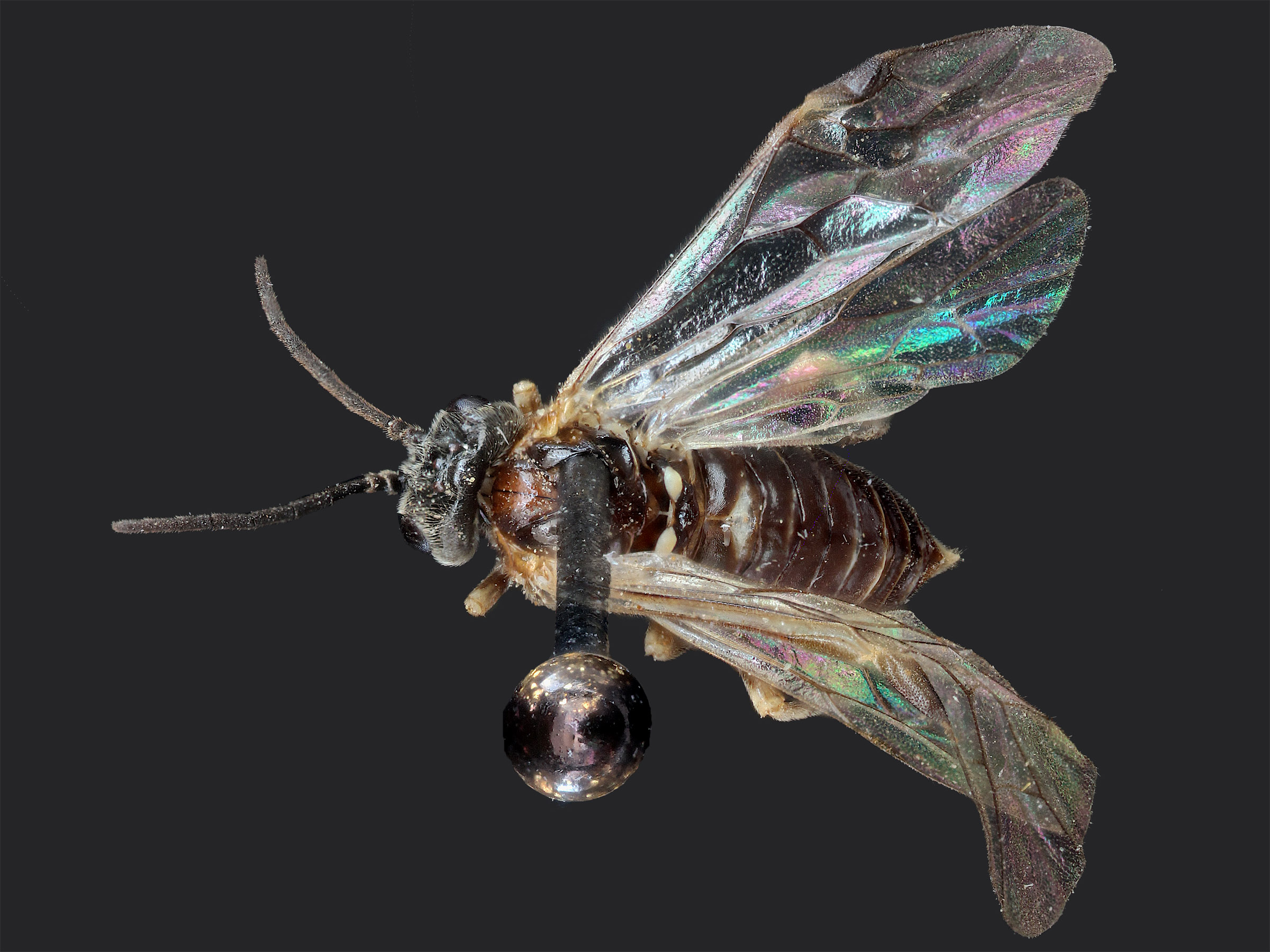   Blennogeneris coloradensis nbsp;female dorsal habitus; photo by J. Orr, WSDA 
