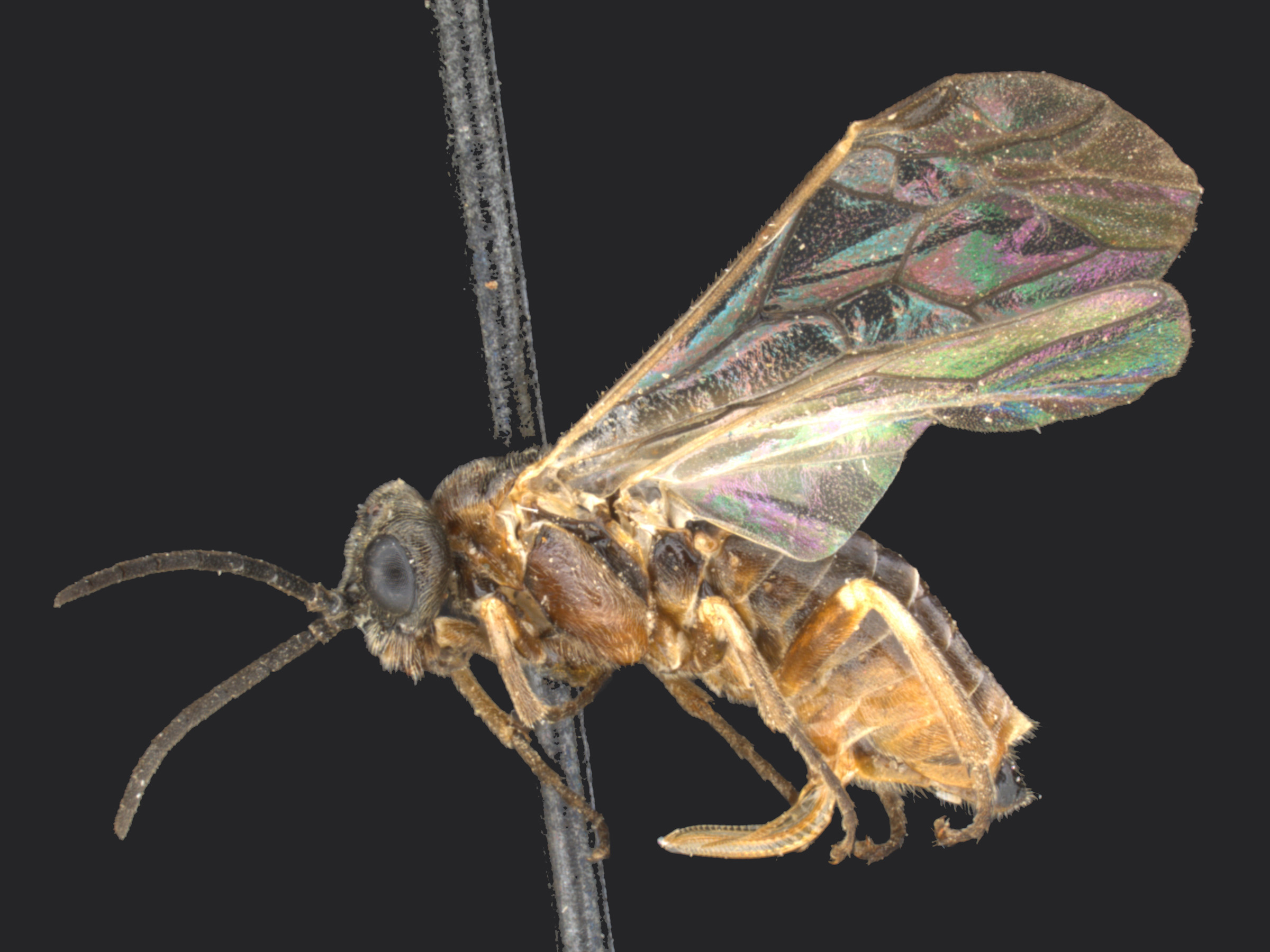   Blennogeneris coloradensisnbsp; female lateral habitus; photo by Q. Baine, WSDA 
