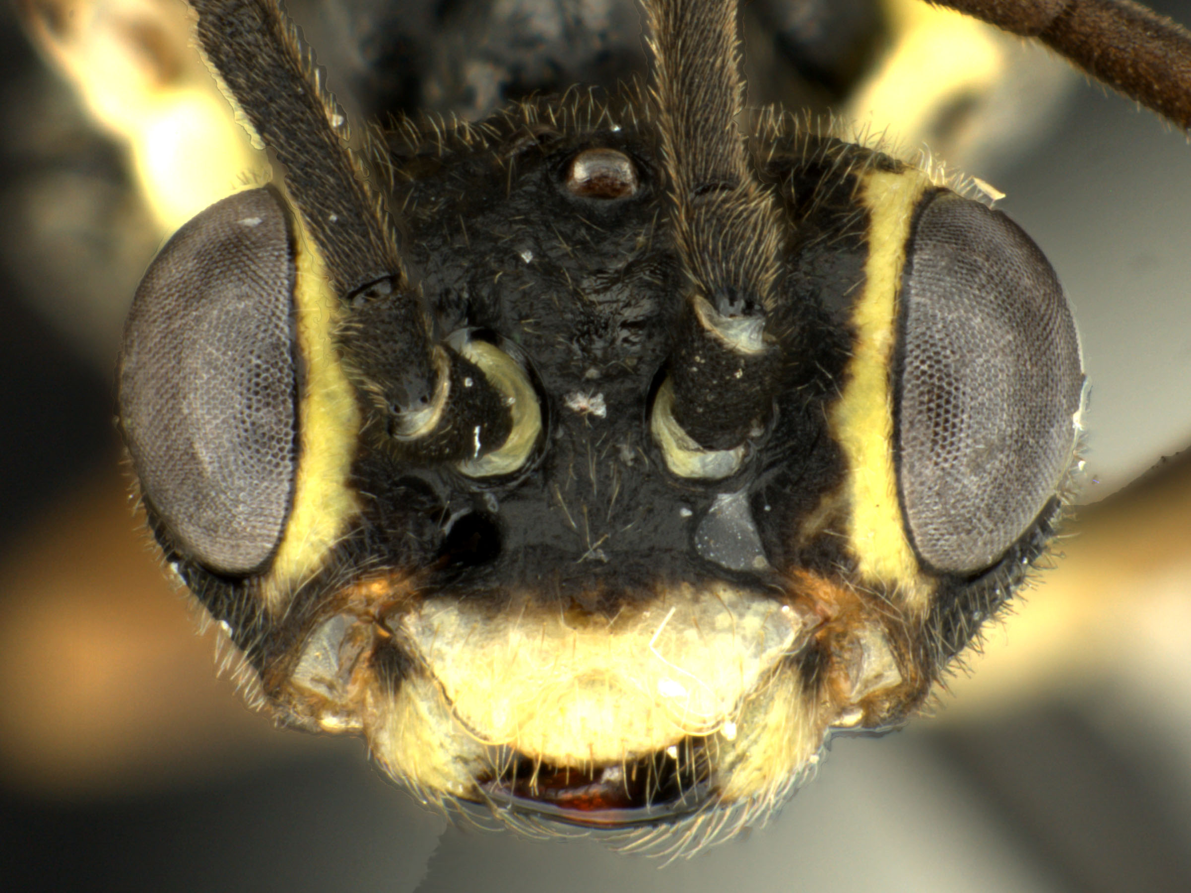   Empria multicolor nbsp;female face; photo by Q. Baine, WSDA 
