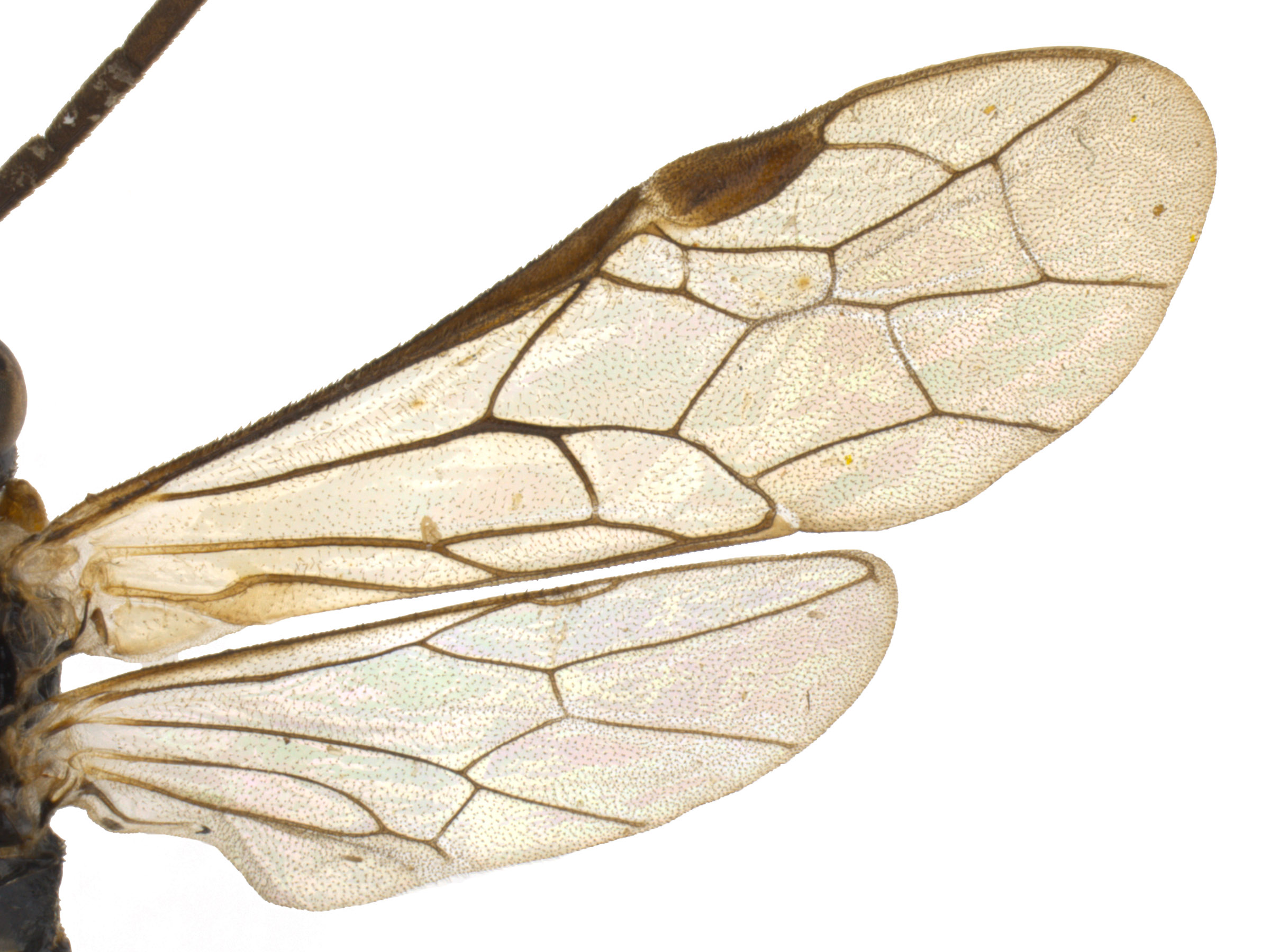   Empria multicolornbsp; wings; photo by P. Jones, WSDA 
