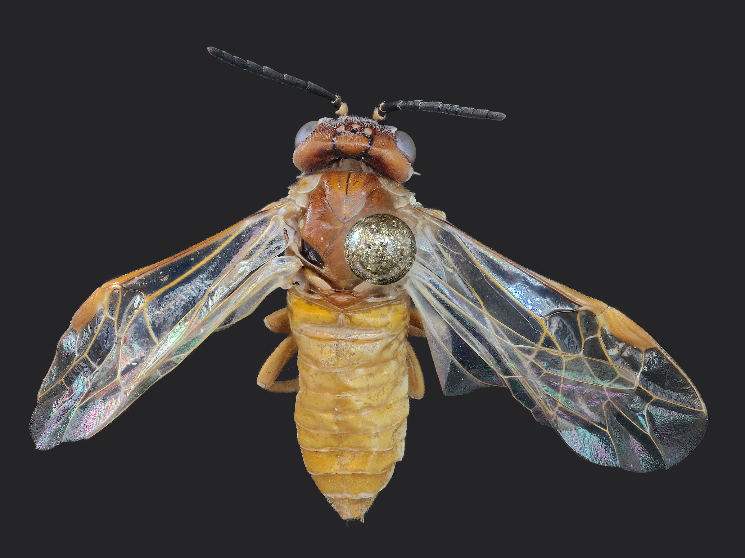   Periclista diluta  female dorsal habitus; photo by J. Orr, WSDA 
