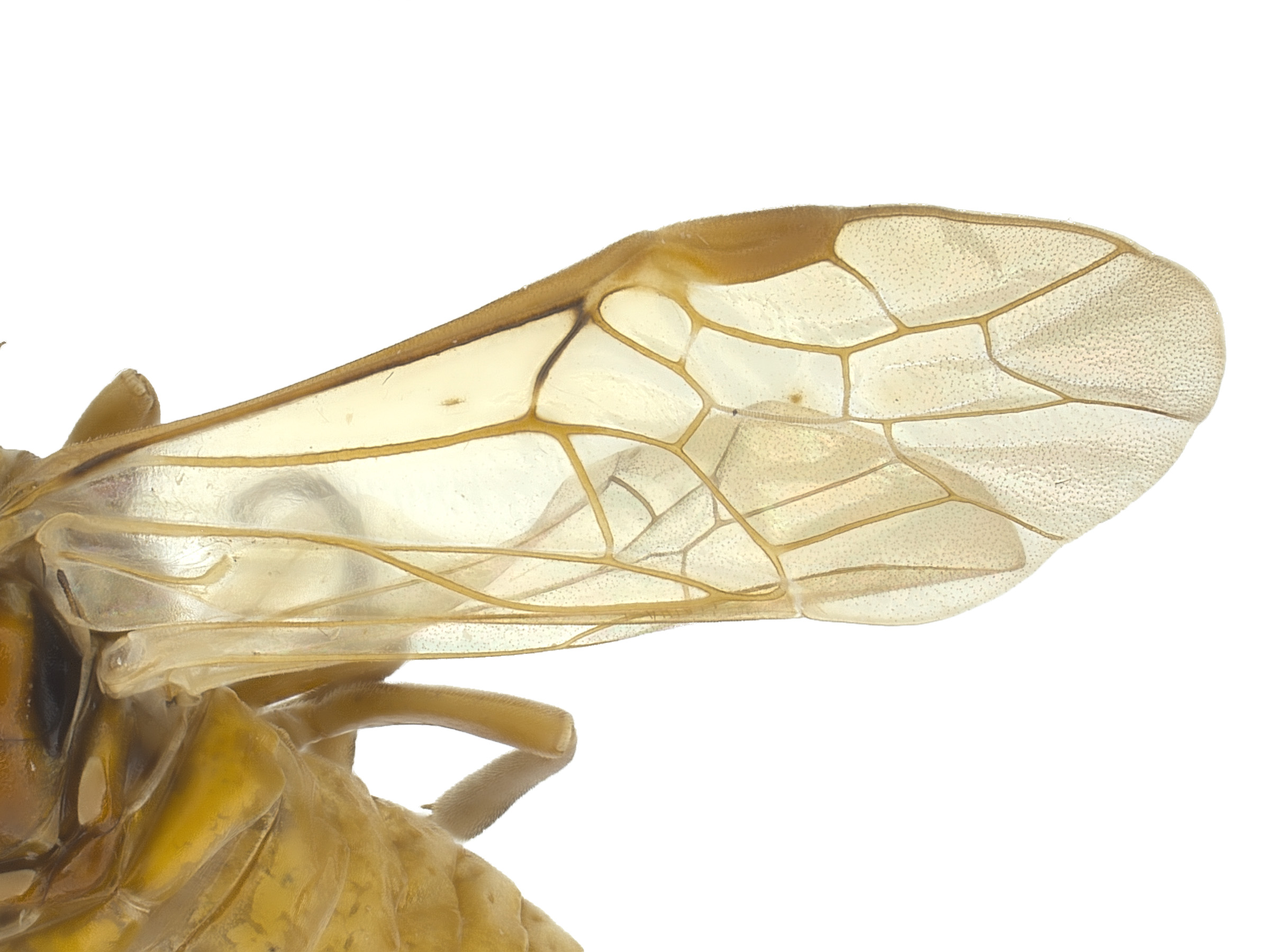   Periclista diluta  fore wing; photo by J. Orr, WSDA 
