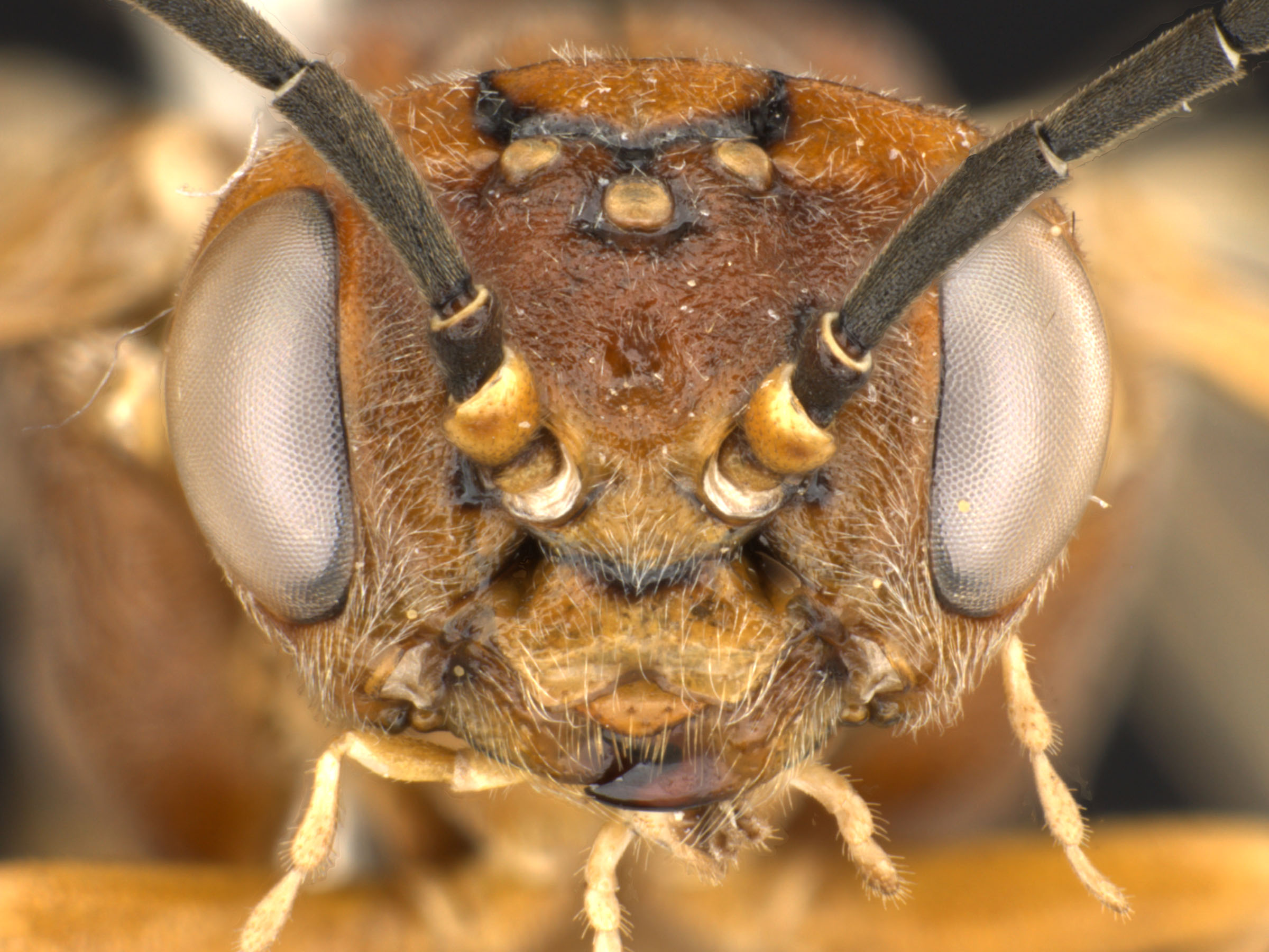   Periclista diluta  female face; photo by Q. Baine, WSDA 
