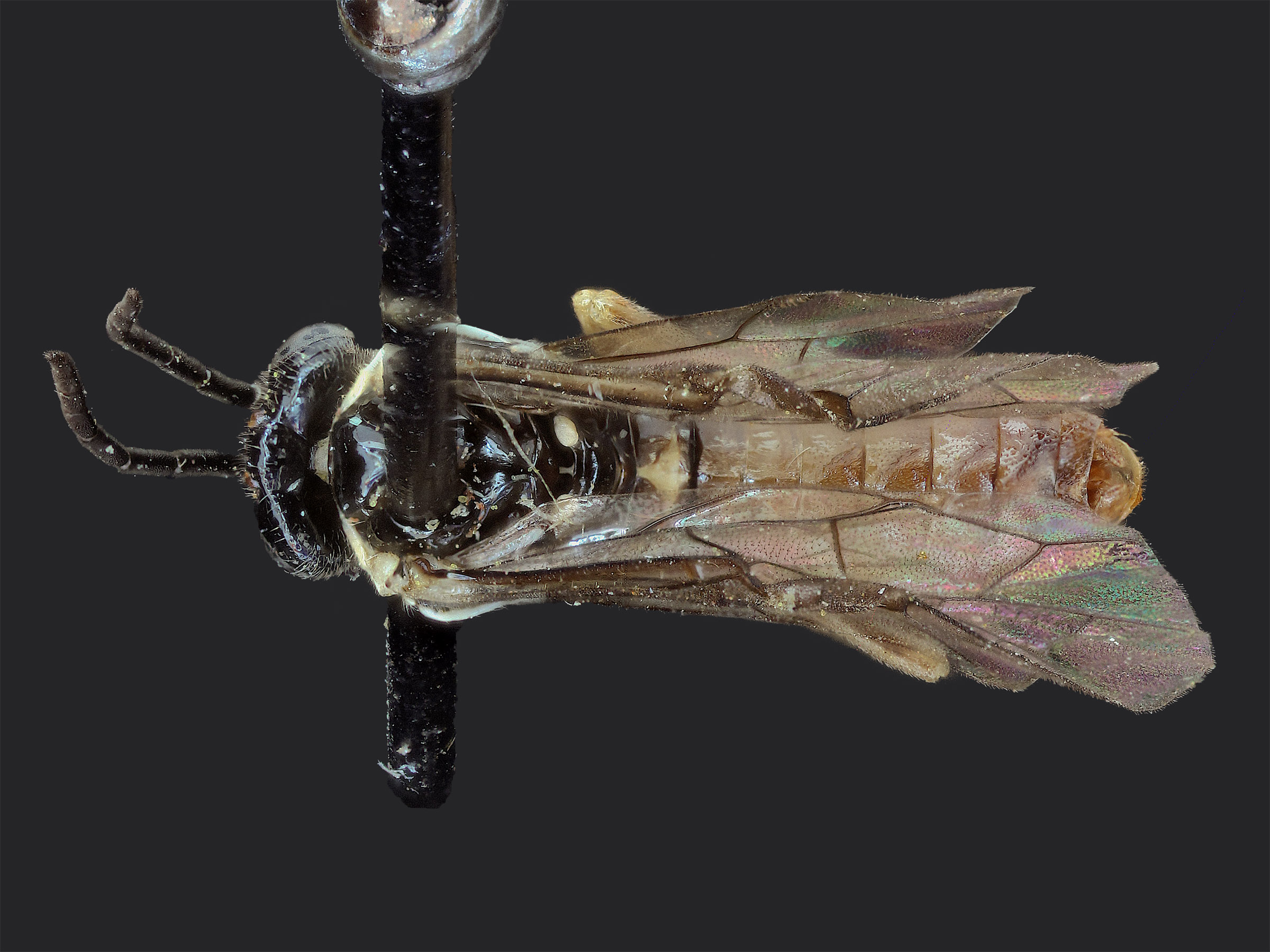   Periclista limbata  male dorsal habitus; photo by J. Orr, WSDA 
