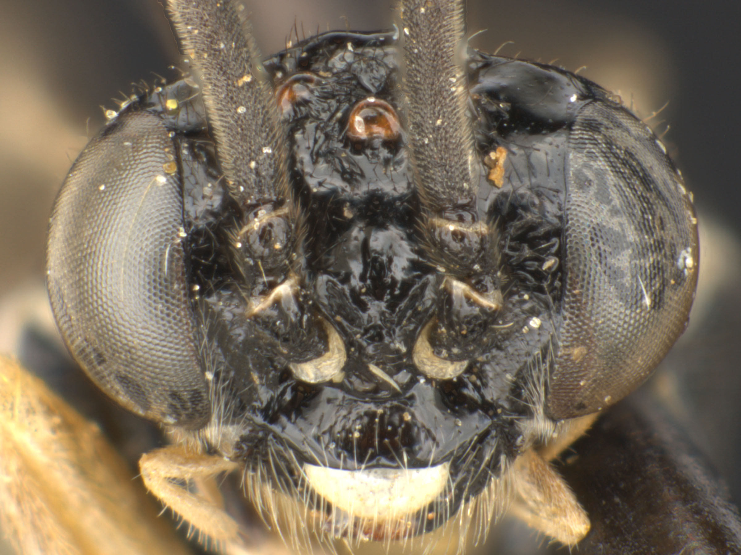   Periclista limbata  male face; photo by Q. Baine, WSDA 
