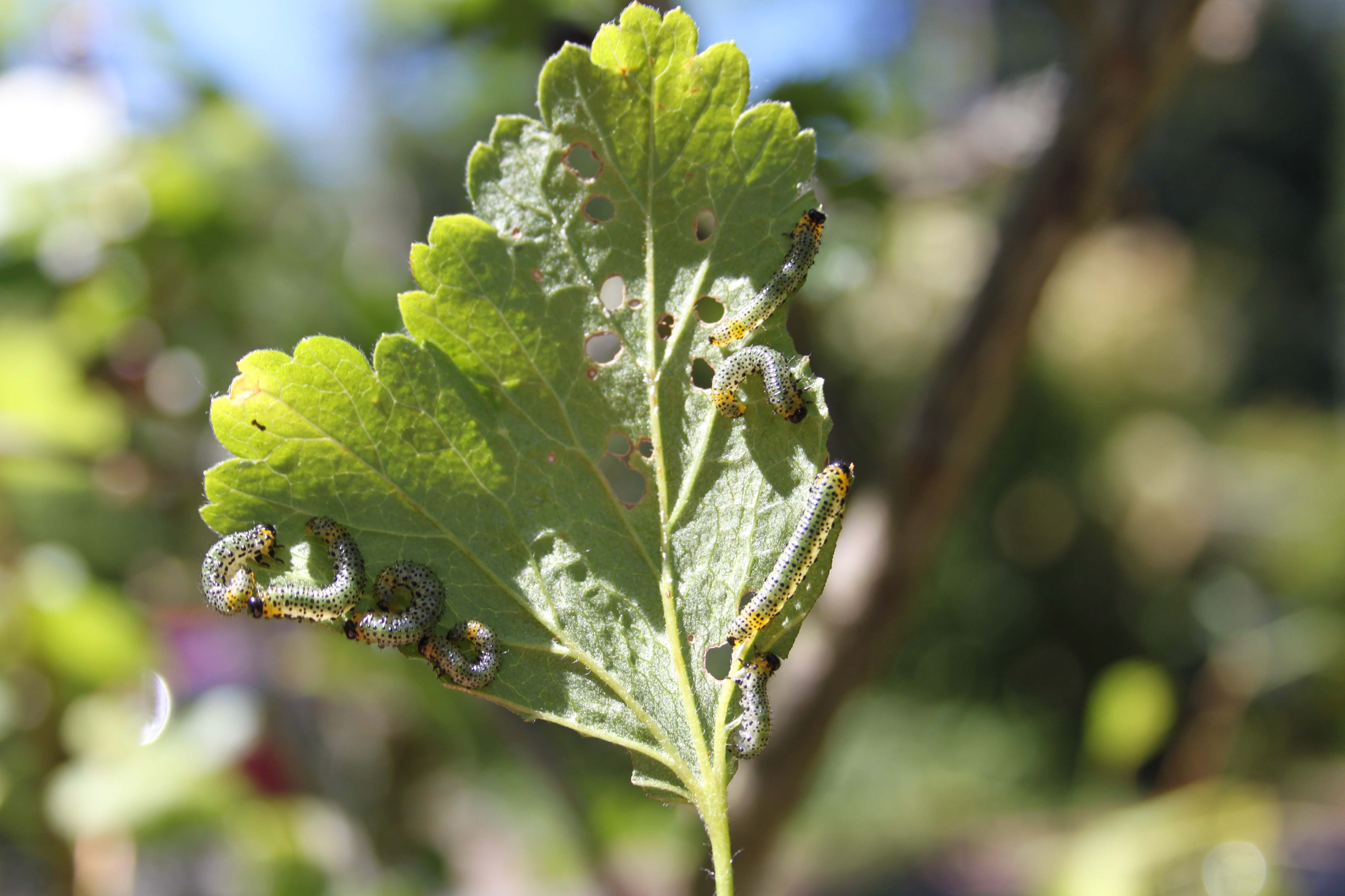 currant worm (Euura ribesii) damage on Ribes spp; photo by C. Looney, WSDA