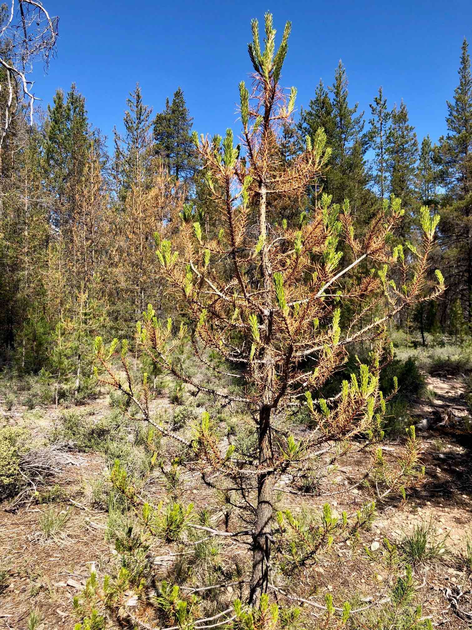 “bottle-brushing” feeding damage of Neodiprion sp. on a pine tree; photo by R. Flowers, USDA-FS