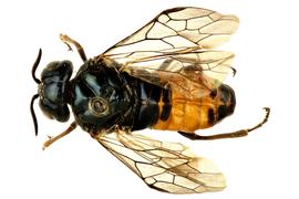   Augomonoctenus libocedrii  female dorsal habitus; photo by Q. Baine, WSDA 
