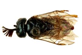   Augomonoctenus libocedrii  male dorsal habitus; photo by Q. Baine, WSDA 
