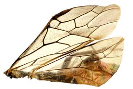   Augomonoctenus libocedrii  wings; photo by Q. Baine, WSDA 
