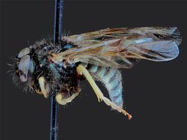   Abia kennicottinbsp; male lateral habitus; photo by J. Orr, WSDA 
