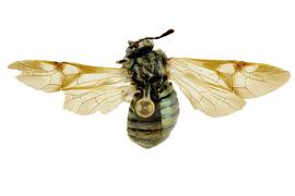   Abia americana  female dorsal habitus; photo by J. Orr, WSDA 
