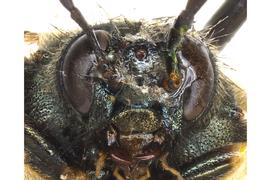   Abia americana  female face; photo by J. Orr, WSDA
