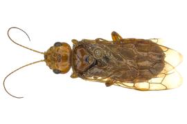   Acantholyda  sp. female dorsal habitus; photo by J. Orr, WSDA 
