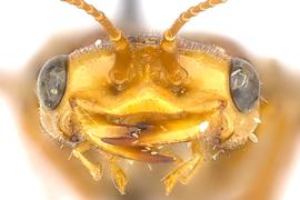   Acantholyda  sp. female face; photo by J. Orr, WSDA 
