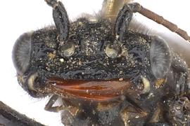   Acantholyda atrata  male face; photo by J. Orr, WSDA 
