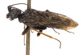   Acantholyda atrata  male lateral habitus; photo by J. Orr, WSDA 
