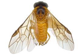   Acordulecera dorsalis  female dorsal habitus; photo by J. Orr, WSDA 
