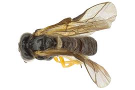   Acordulecera dorsalis  male dorsal habitus; photo by J. Orr, WSDA 
