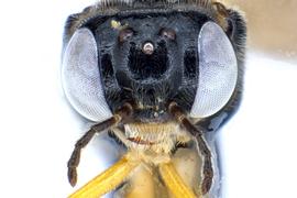   Acordulecera dorsalis  male face; photo by J. Orr, WSDA 

