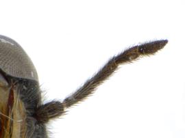   Acordulecera grisselli  antenna; photo by J. Orr, WSDA 
