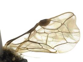   Adelesta nova nbsp;fore wing; photo by J. Orr, WSDA 
