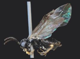   Adelesta nova nbsp;female lateral habitus; photo by J. Orr, WSDA 
