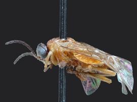   Adelomos cleonenbsp; female lateral habitus; photo by J. Orr, WSDA 
