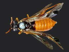   Aglaostigma rubensnbsp; female dorsal habitus; photo by J. Orr, WSDA 
