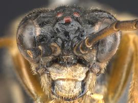   Aglaostigma rubensnbsp; female face; photo by Q. Baine, WSDA 
