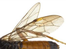   Aglaostigma rubensnbsp; fore wing; photo by J. Orr, WSDA 
