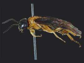   Allantunicus autumnalisnbsp; female lateral habitus; photo by J. Orr, WSDA 
