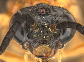   Allantunicus autumnalisnbsp; female face; photo by Q. Baine, WSDA 
